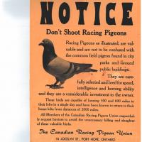 Pigeon racing poster to not shoot racing pigeons