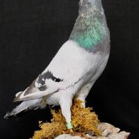 Racing pigeon #0273 owned by Lyal Cane