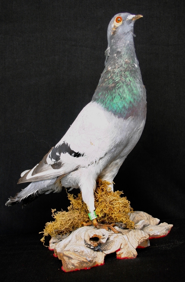 Racing pigeon #0273 owned by Lyal Cane