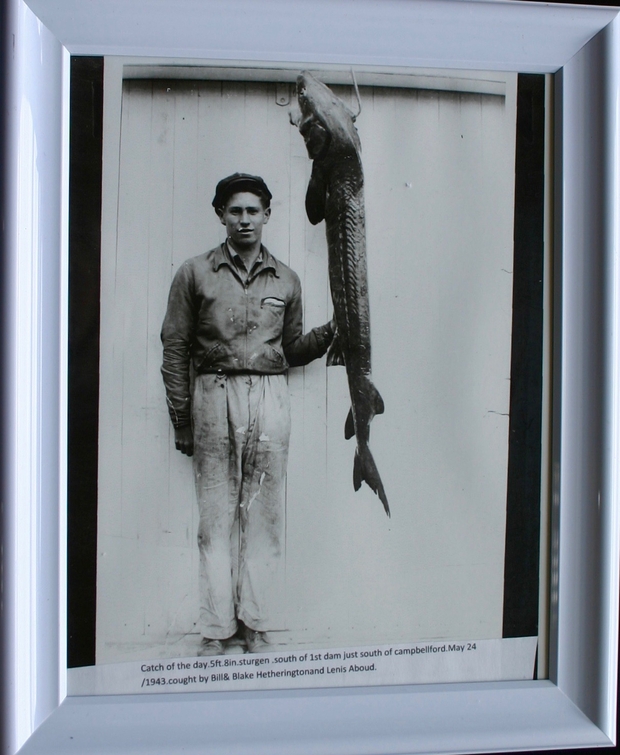 1943 photo of fish caught by Bill Hetherington